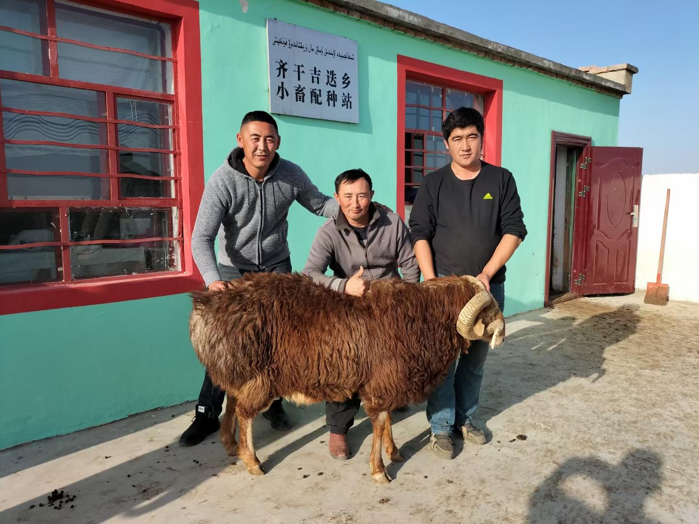 羊种改良站所在地天气预报及其对畜牧业的影响分析