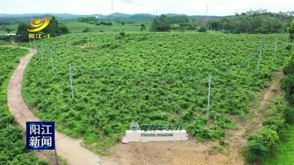 阳江林场宝山分场最新新闻动态