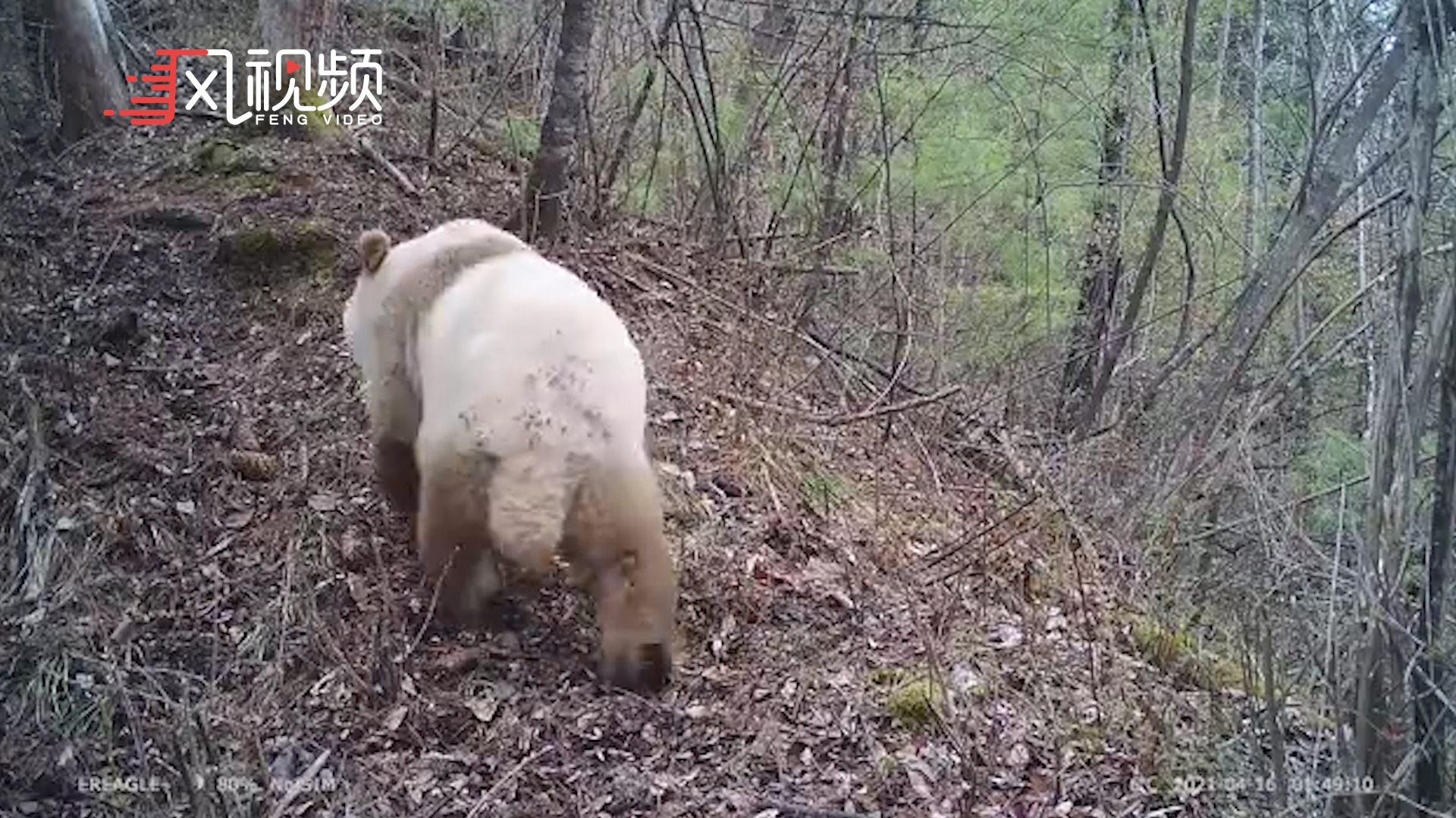 野生饲养场最新交通动态